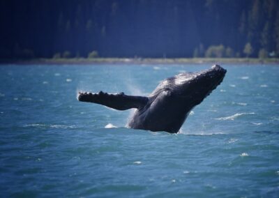 Humpback breaching