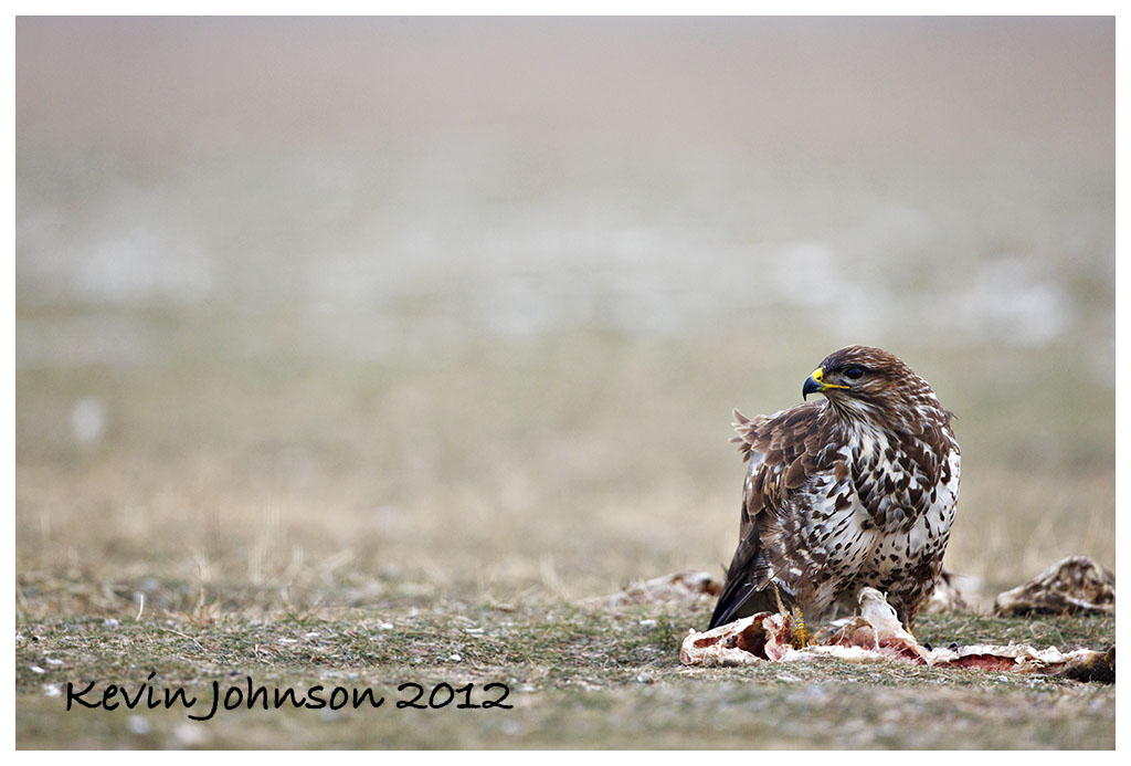 Buzzard-kill