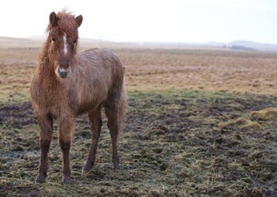 Icelandic Horse