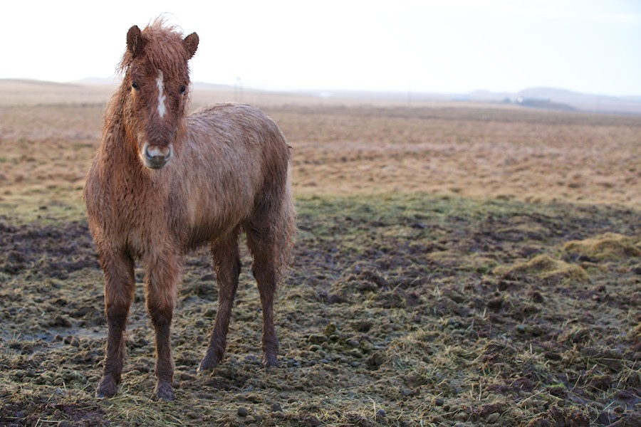 Icelandic Horse