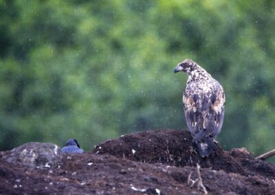 Juvenile Eagle