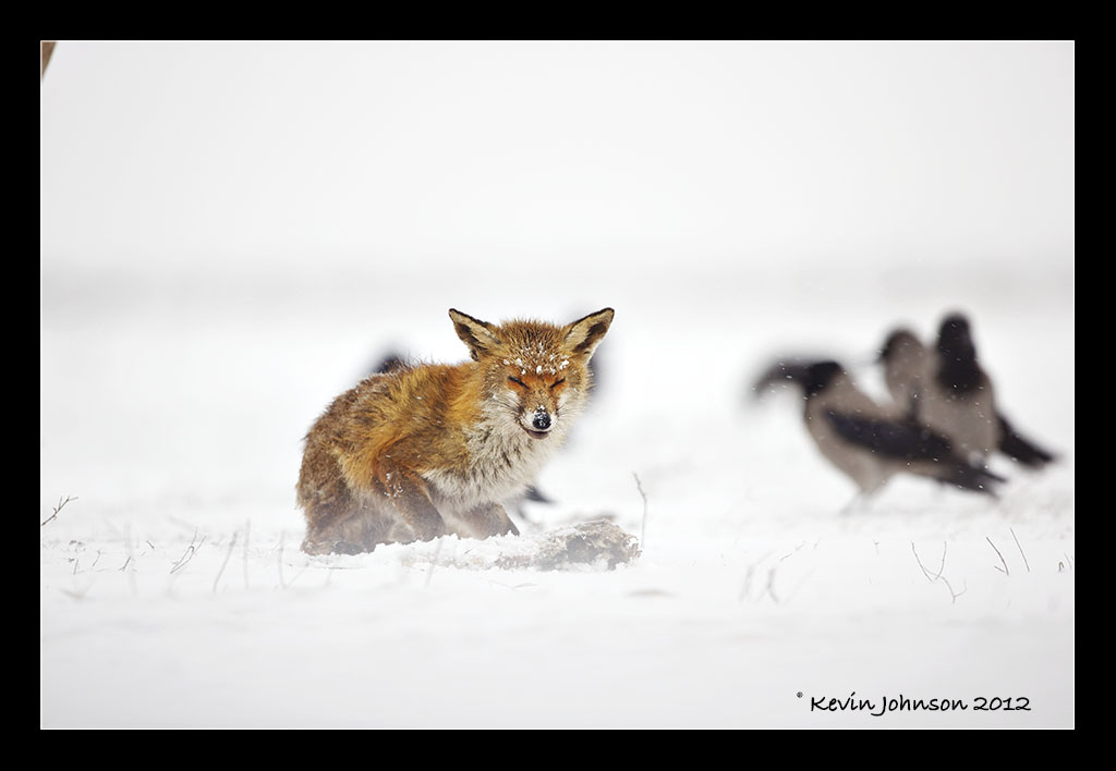 Fox-in-Snow_Web