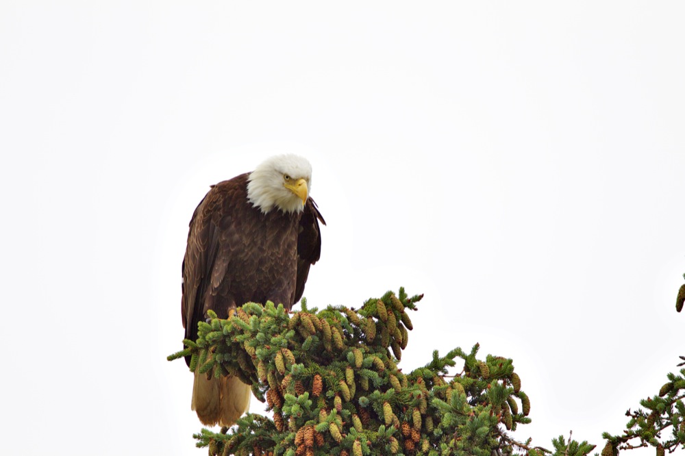 Juvenile Eagle