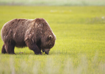 Alaskian Brown Bear