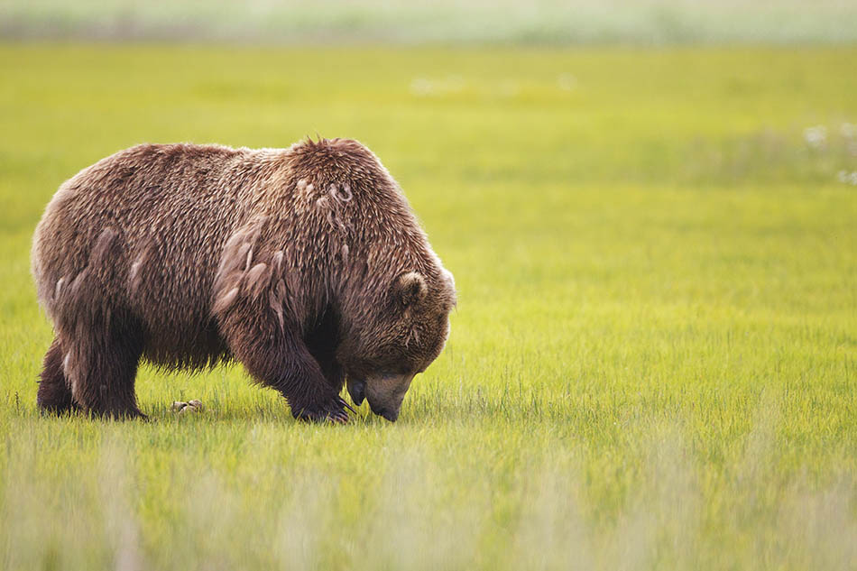 Alaskian Brown Bear