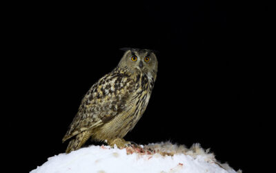 Eagle Owl Gallery