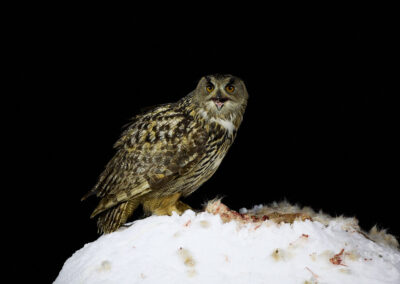 Eagle owl on perch in Finalnd in early January