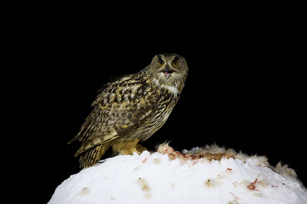 Eagle owl on perch in Finalnd in early January