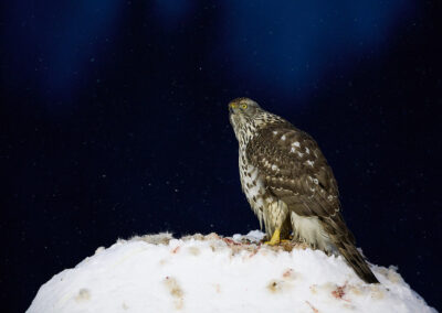 Goshawk in early morning light