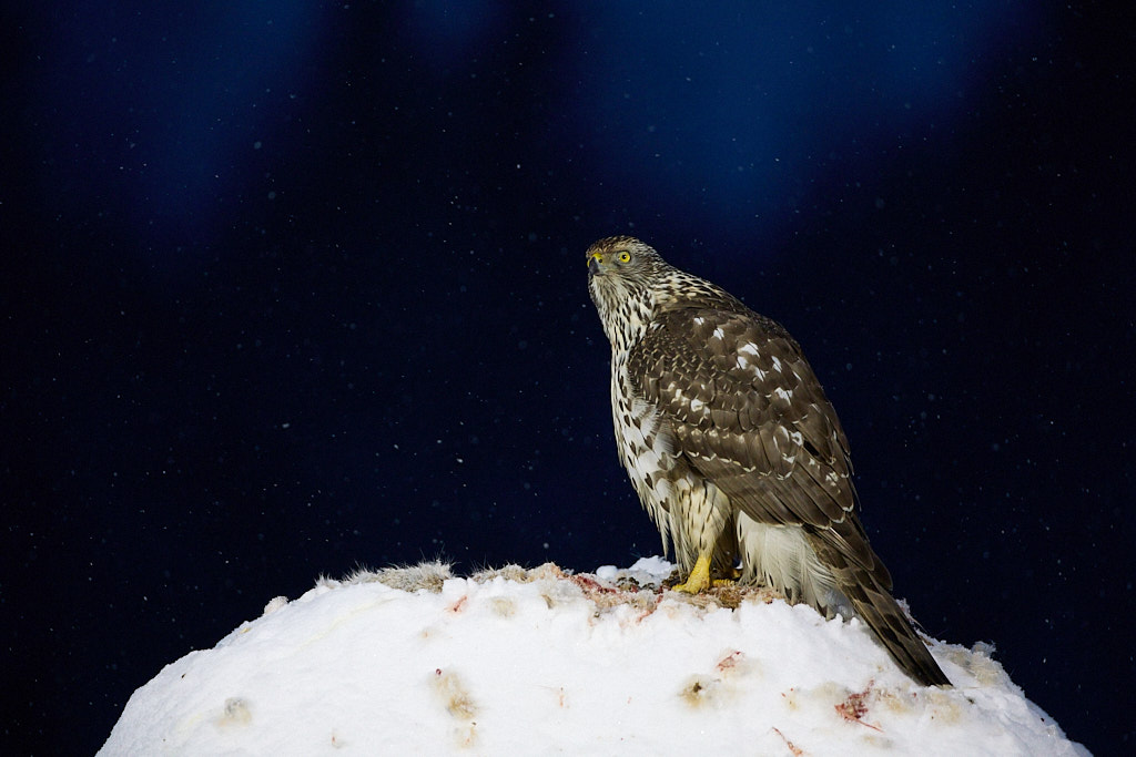 Goshawk in early morning light