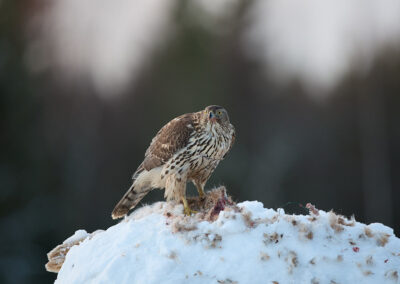 Goshawk on a perch in Finland