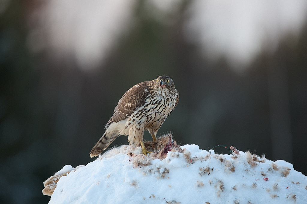 Goshawk on a perch in Finland