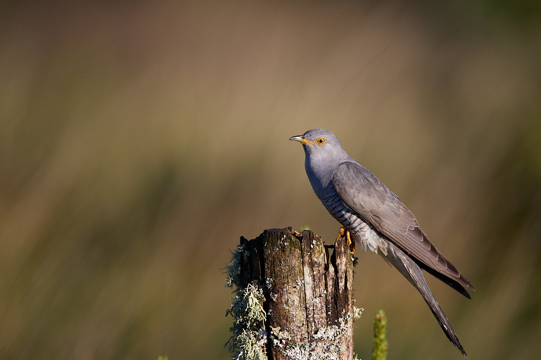 Male cuckoo hides in Laois