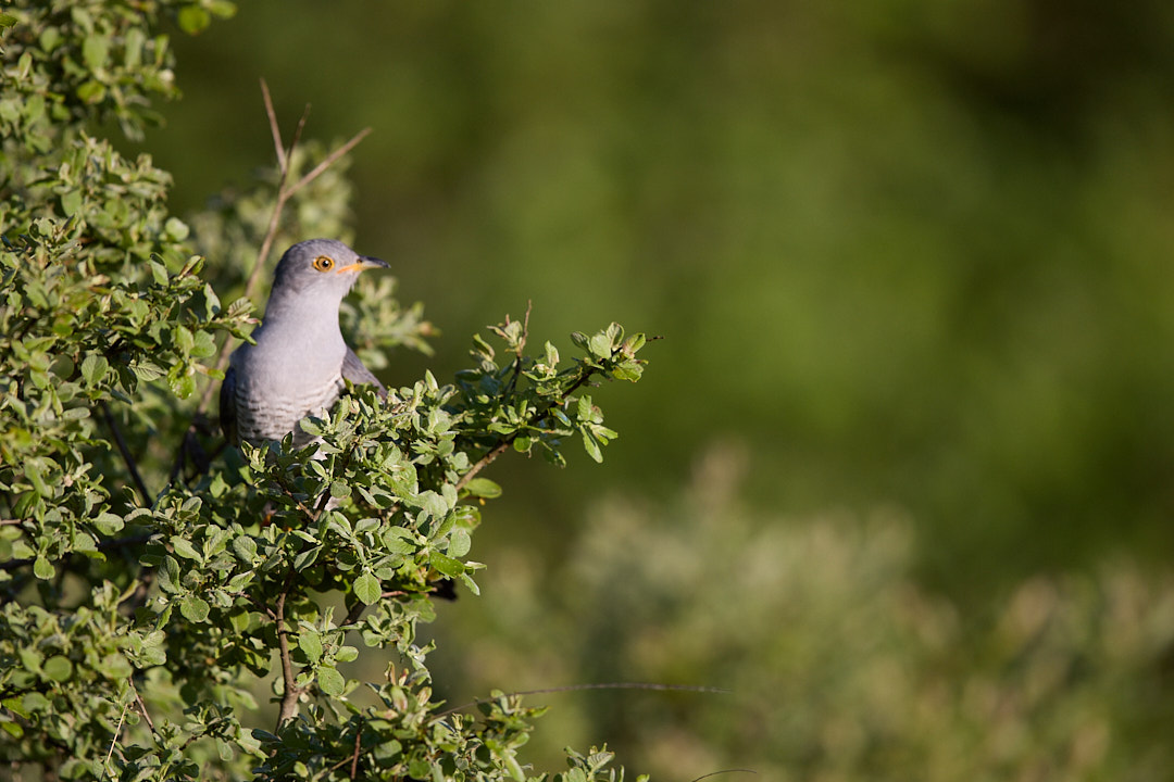Male cuckoo hides in Laois