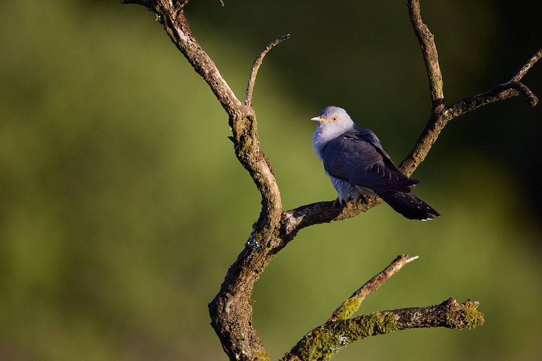 Male cuckoo (Cuculus canorus) in early morning light.