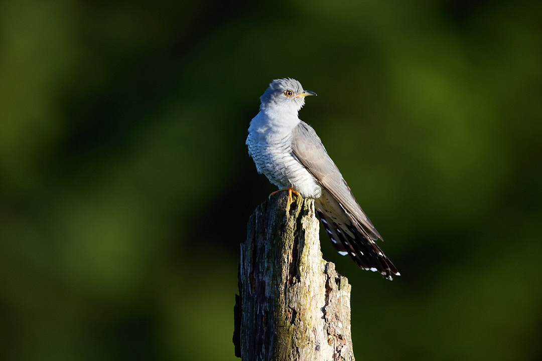 Early morning male cuckoo (Cuculus canorus) taken in Laois, Ireland