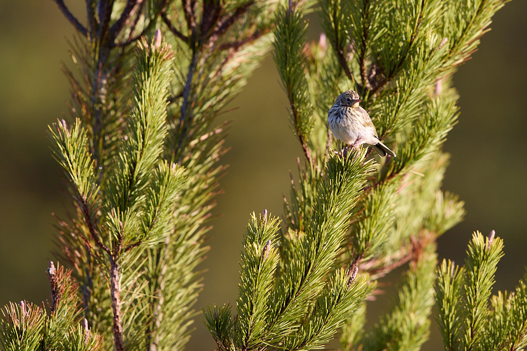Meadow Pipit (Anthus pratensis) in early morning light