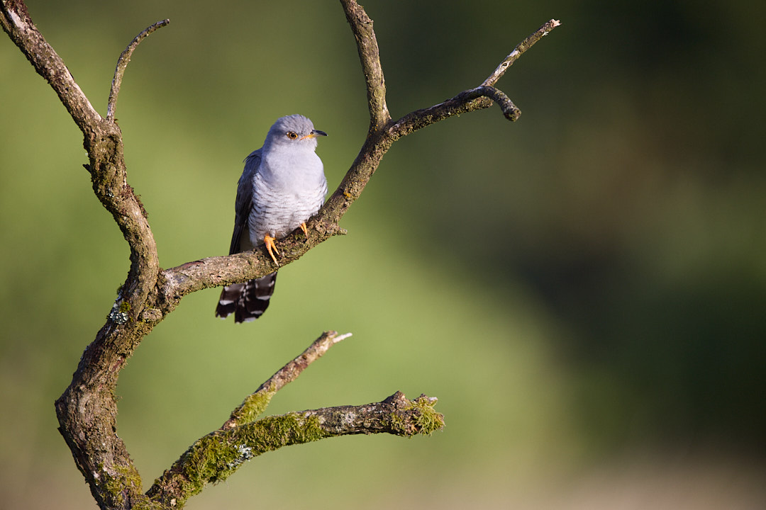 Male cuckoo (Cuculus canorus) in early morning light.