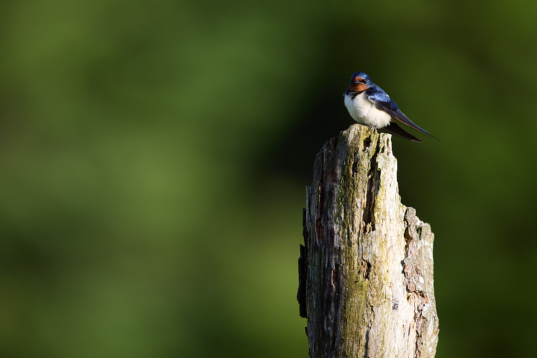 Perched Swallow in early morning light.